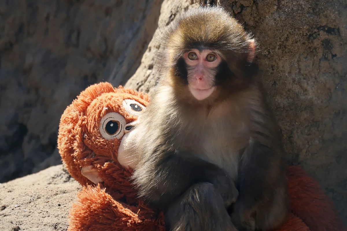 Punch the Monkey